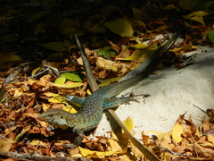 Pholidoscelis griswoldi