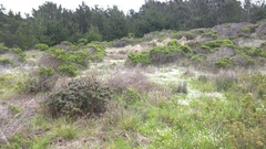 Plagiobothrys chorisianus chorisianus