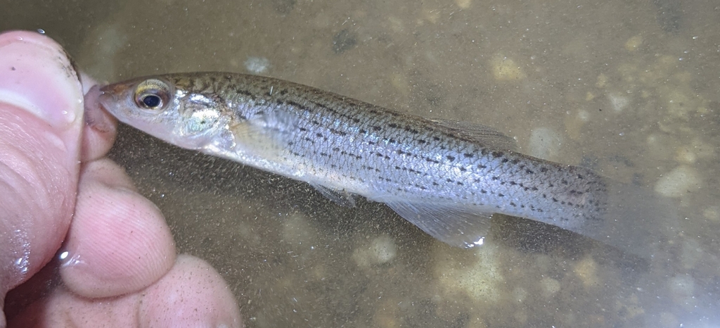 Stippled studfish (Fundulus bifax) — Fundulidae