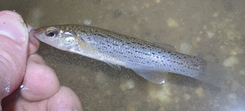 Stippled studfish (Fundulus bifax) — Fundulidae