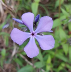 Phlox divaricata laphamii