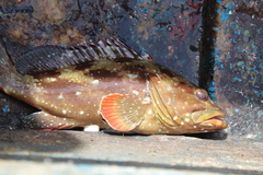 Epinephelus labriformis