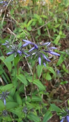 Phlox divaricata laphamii