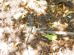 Pholidoscelis griswoldi
