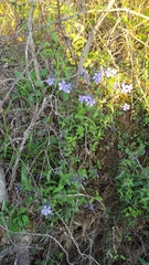 Phlox divaricata laphamii