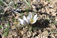Crocus alatavicus