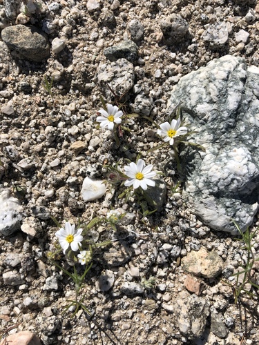 iNaturalist observation photo of Mojave desertstar
