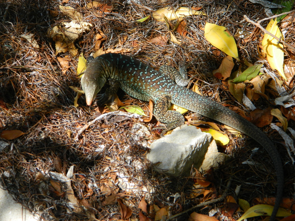 Antiguan Ameiva