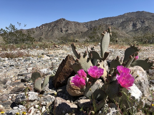 iNaturalist observation photo of Beavertail Pricklypear