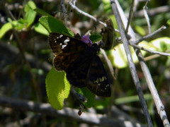Ephyriades zephodes
