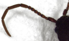 Eucnemidae