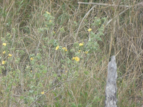 African lantern (Abutilon austroafricanum)
