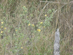 African lantern (Abutilon austroafricanum)