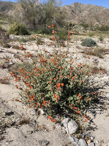iNaturalist observation photo of apricot globemallow