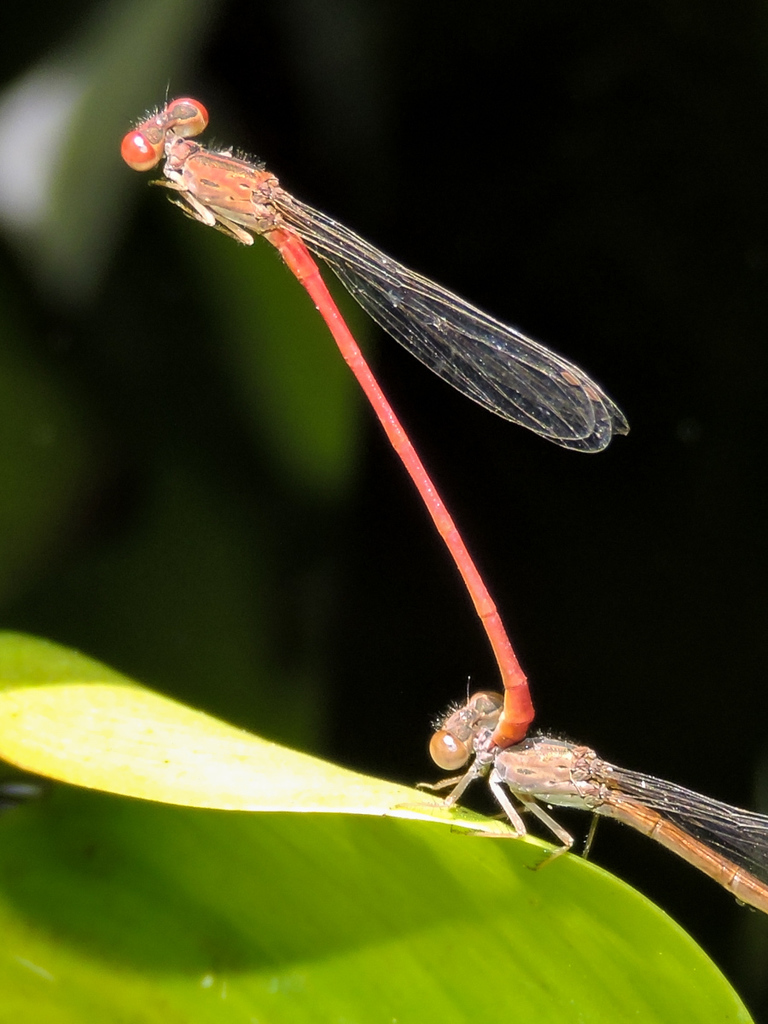 Firetails