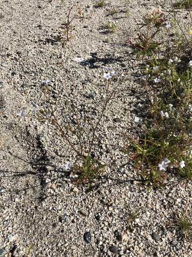 iNaturalist observation photo of Star Gilia