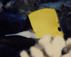 Forcipiger longirostris