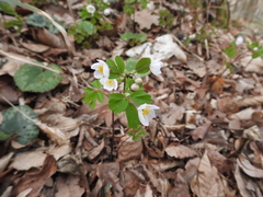 Isopyrum thalictroides