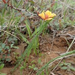 Linum berlandieri