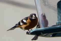 Pheucticus melanocephalus