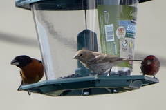 Pheucticus melanocephalus