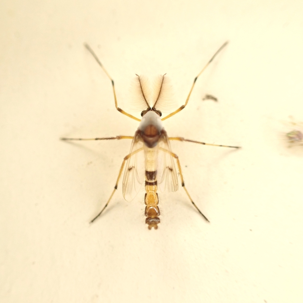 Coelotanypus tibialis
