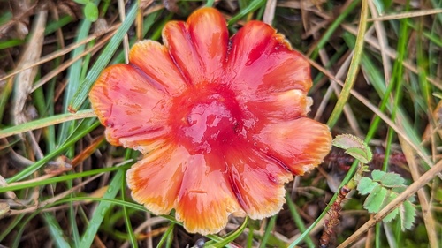 Dune Waxcap