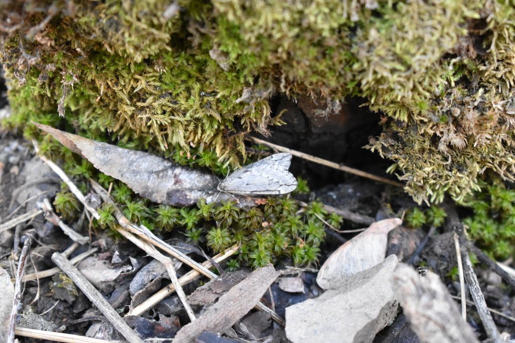 Phthorarcha