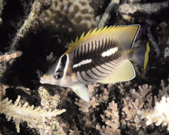 Chevron Butterflyfish photo 4
