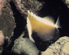 Heniochus varius