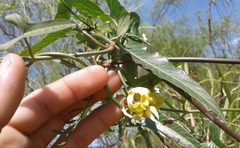 Araujia angustifolia