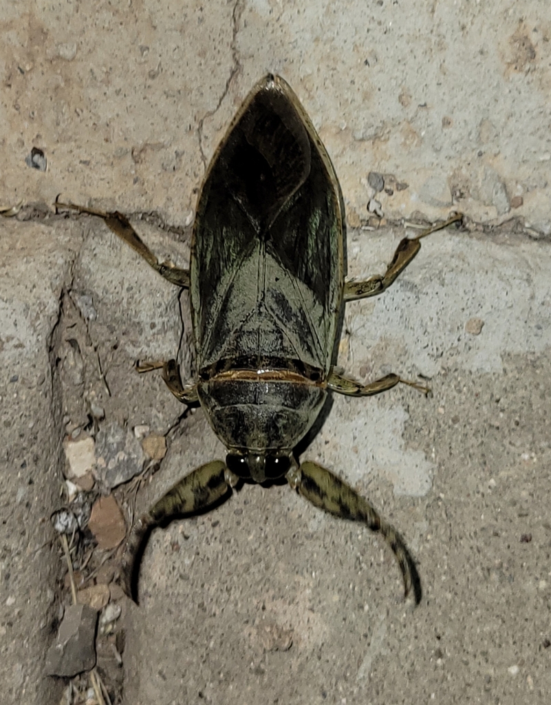 Lethocerus medius in October 2023 by David Heckard · iNaturalist
