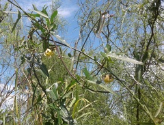 Araujia angustifolia