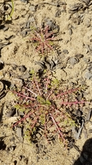 Gilia capitata chamissonis