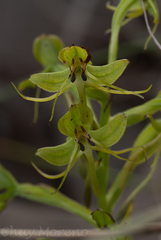 Habenaria jaliscana
