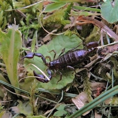 Euscorpius germanus