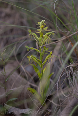 Habenaria jaliscana