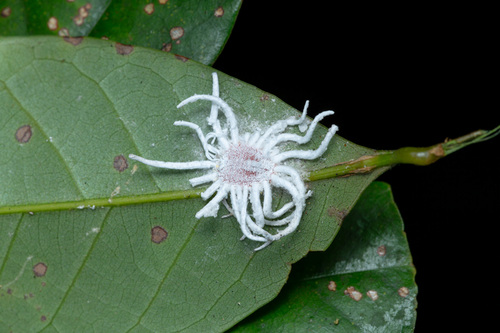 breadfruit mealybug