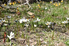 Crocus alatavicus