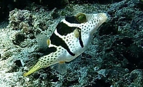 Blacksaddle Toby (Canthigaster valentini)