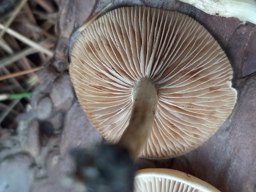 Hebeloma excedens (Photo 2 of 4)