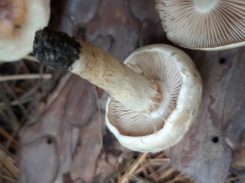 Hebeloma excedens (Photo 3 of 4)
