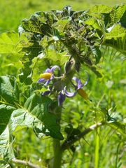 Solanum palinacanthum