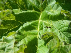 Solanum palinacanthum