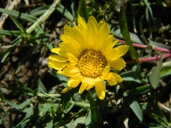 Grindelia scorzonerifolia