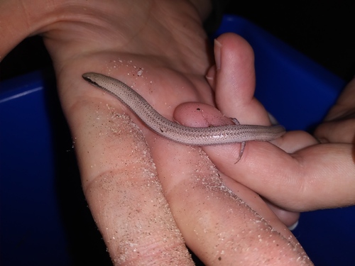 Plestiodon reynoldsi