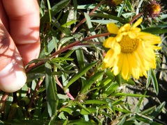 Grindelia scorzonerifolia