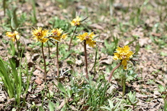 Gymnospermium albertii