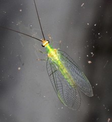 Plesiochrysa atalotis