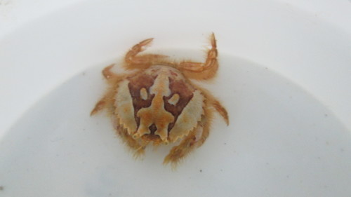 Horse Crab, photo 7 of 8